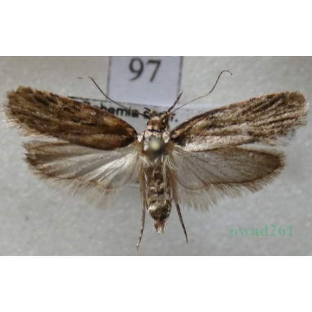 Depressaria chaerophylli Zeller, 1839 Czech97